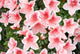 Azalea Rhododendron Simsii 'mevrouw