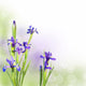 Iris blue, pastel background Wall Mural