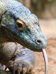 Colorful Komodo Wall Mural
