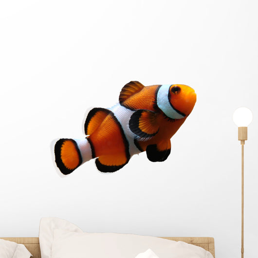 Clownfish (isolated) Wall Decal
