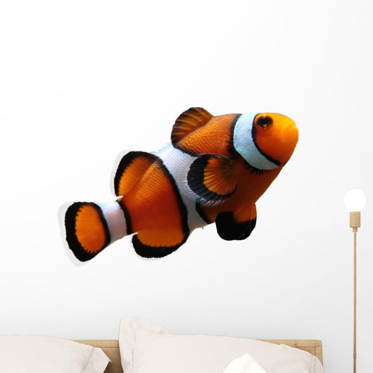 Clownfish (isolated) Wall Decal