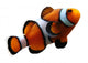 Clownfish (isolated) Wall Decal