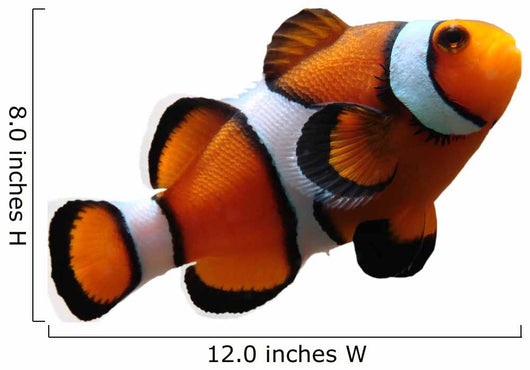 Clownfish (isolated) Wall Decal