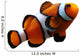 Clownfish (isolated) Wall Decal