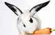 Rabbit Animal Wall Mural