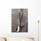Elefant