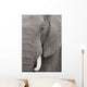 Elefant