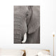 Elefant