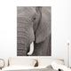 Elefant