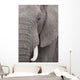 Elefant
