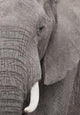 Elefant