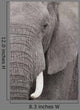 Elefant