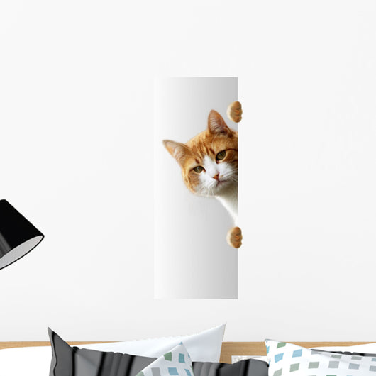 Verspielte Katze