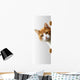 Verspielte Katze