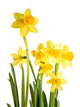 Daffodil Wall Decal