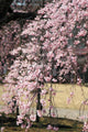Sakura Baba Weeping Cherry