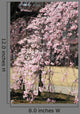 Sakura Baba Weeping Cherry