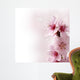peach flowers with pink gradient background Wall Mural