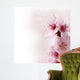 peach flowers with pink gradient background Wall Mural