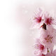 peach flowers with pink gradient background Wall Mural