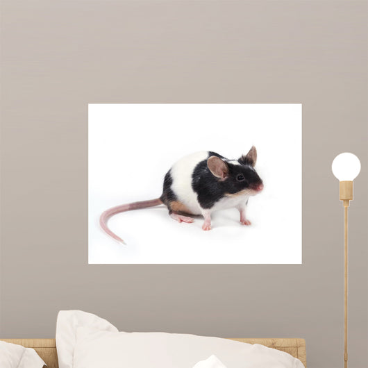 Little Mouse Wall Decal