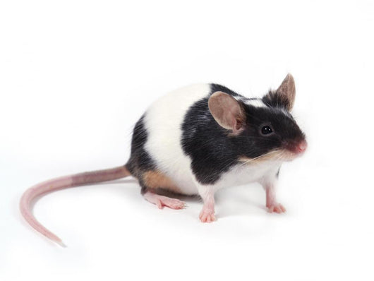 Little Mouse Wall Decal