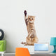 Funny Kitten Pointing up