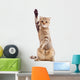 Funny Kitten Pointing up