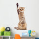 Funny Kitten Pointing up