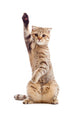 Funny Kitten Pointing up