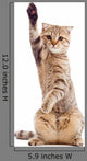 Funny Kitten Pointing up