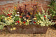 Flowers Old Trough
