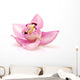 Orchid