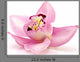 Orchid