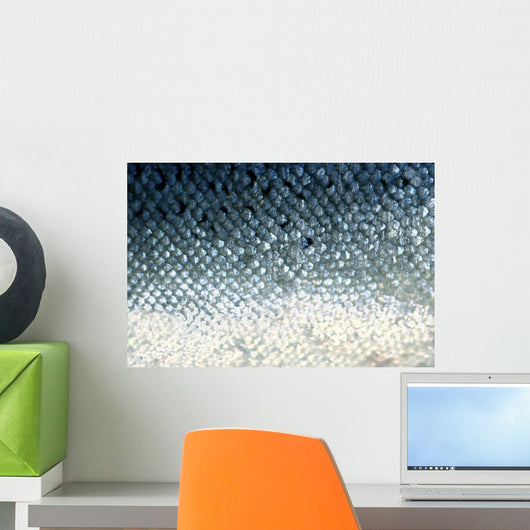 fish scales Wall Mural