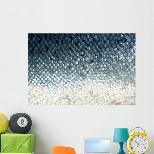 fish scales Wall Mural