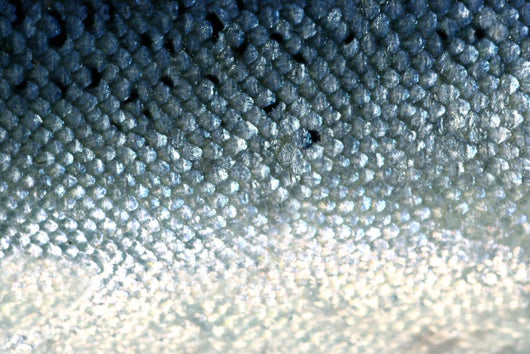 fish scales Wall Mural