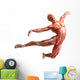 anatomy, muscles Wall Decal