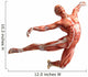 anatomy, muscles Wall Decal