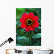 Red Flower Wall Mural