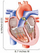Anatomical Heart Wall Decal