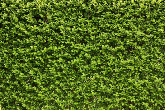 Green Leaves Wall Wall Decal