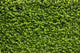 Green Leaves Wall Wall Decal