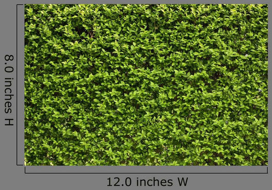 Green Leaves Wall Wall Decal