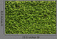 Green Leaves Wall Wall Decal