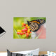 Monarch Butterfly Feeding Wall Decal