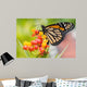 Monarch Butterfly Feeding Wall Decal