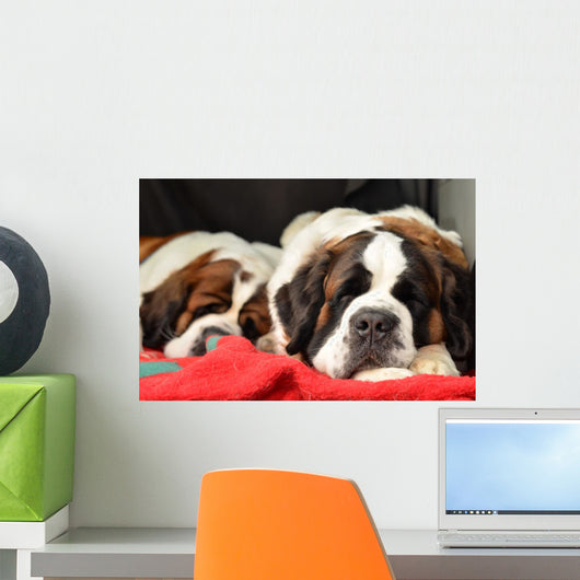 Saint Bernard