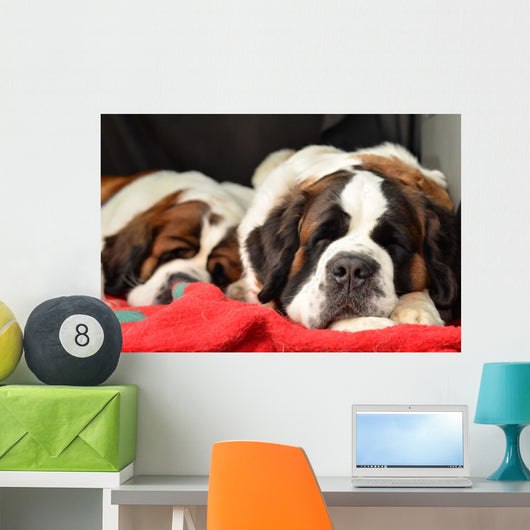 Saint Bernard