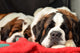 Saint Bernard